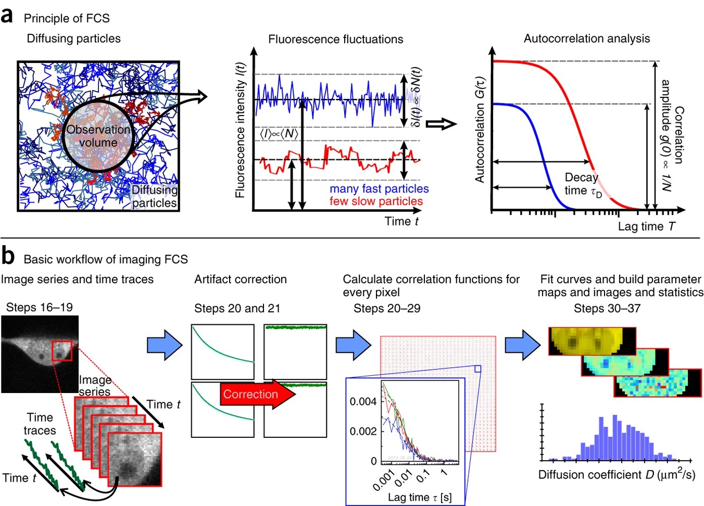 Principle of fluorescence correlation spectroscopy and the basic workflow of imaging FCS