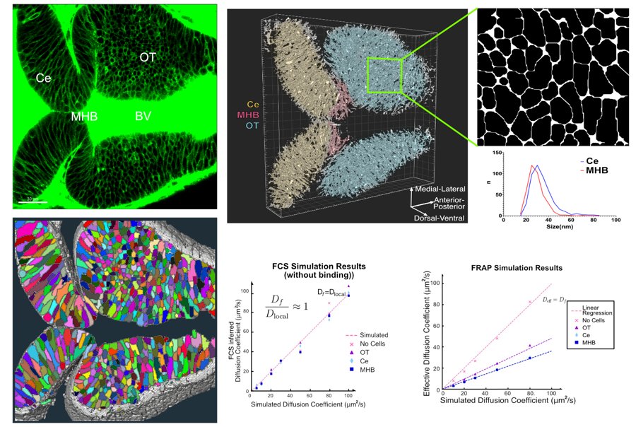 Zebrafish brain tissue imaging, segmentation and FCS and FRAP simulation results from the morphogen transport study