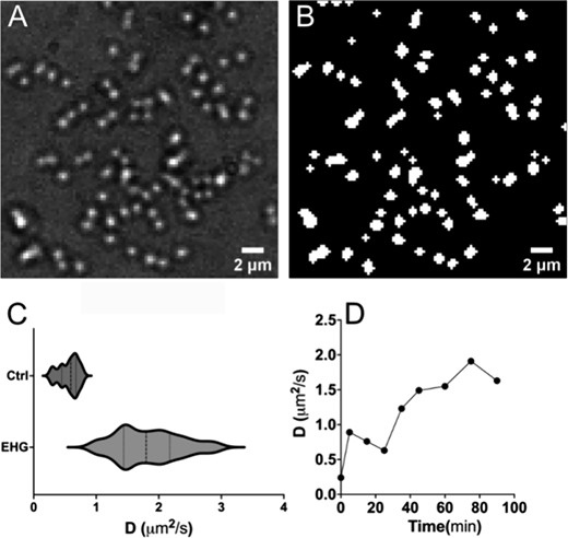 ITIR-FCS screening assay: bacteria image, segmentation mask, diffusion coefficient distributions for control and EHG-treated bacteria, and diffusion coefficient over time