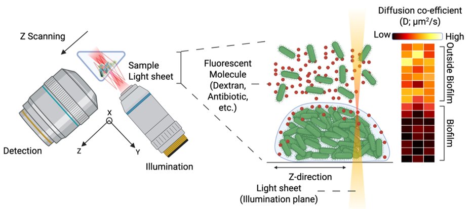 Z-scanning light-sheet FCS measuring diffusion inside and outside a bacterial biofilm