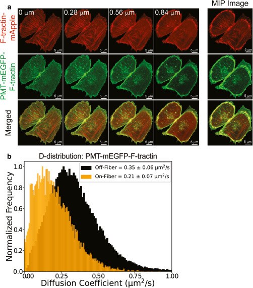 Dual-colour imaging of F-tractin and PMT-mEGFP-F-tractin in live cells, with diffusion coefficient distributions on and off actin fibres