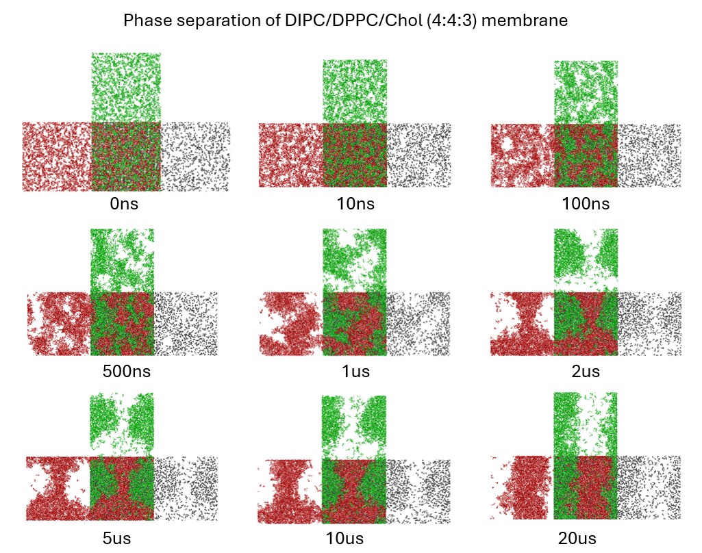 Martini 3 coarse-grained molecular dynamics snapshots of a DIPC/DPPC/cholesterol bilayer phase separating from 0 ns to 20 microseconds