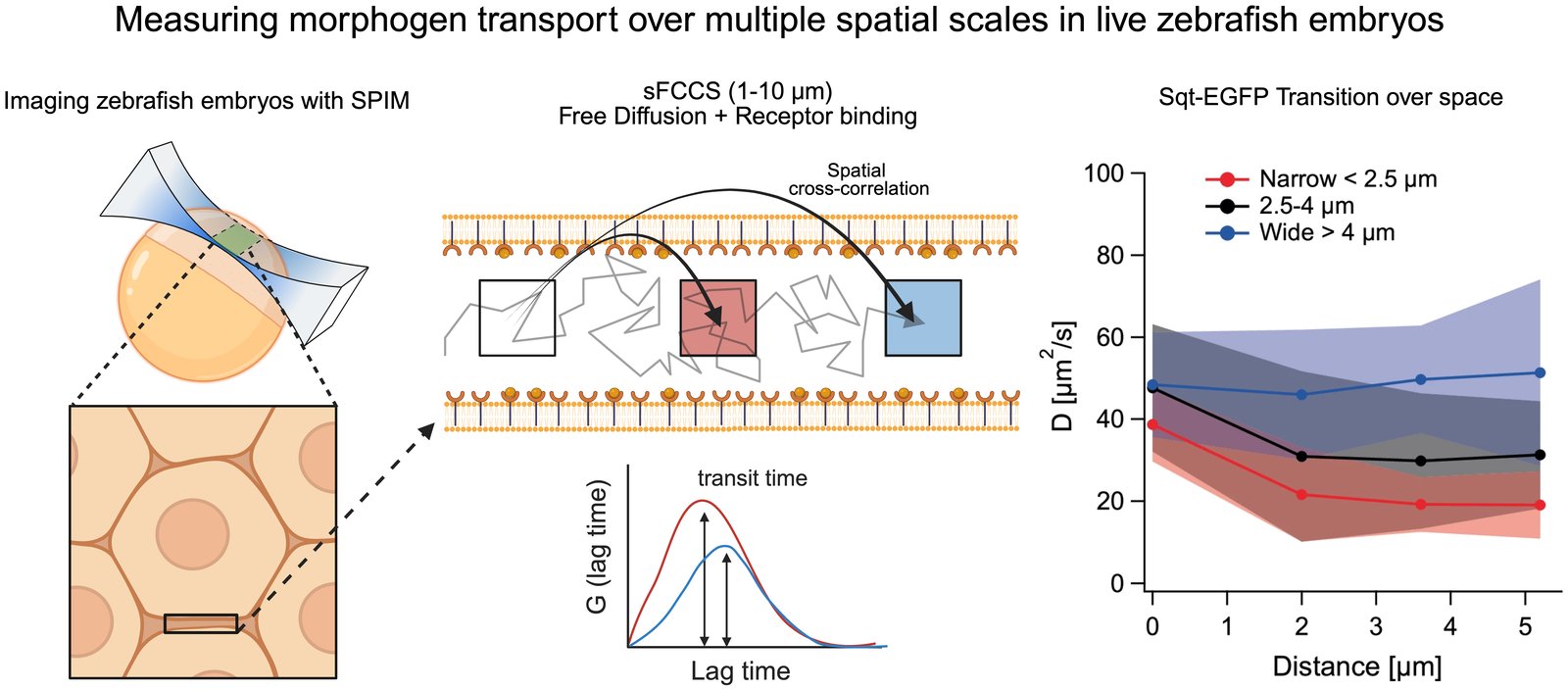 Measuring morphogen transport over multiple spatial scales in live zebrafish embryos with SPIM-based sFCCS