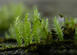 Moss - Acanthorrhynchium