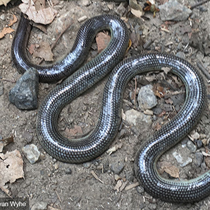 NUS lecturer finds snake species not seen here in 172 years