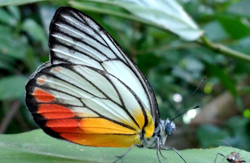 Butterfly research ideas image