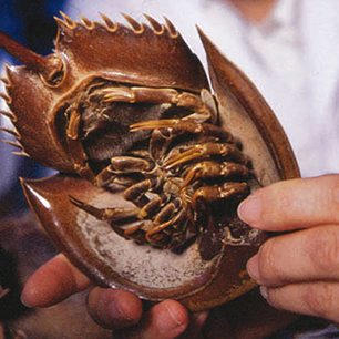 How big pharma could save the horseshoe crab Bloomberg video