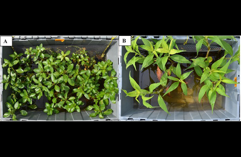 Dams facilitate fish invasions