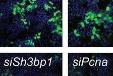 Stem cells’ line of defenses