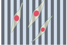 Mechanical barrier to cancer cell proliferation