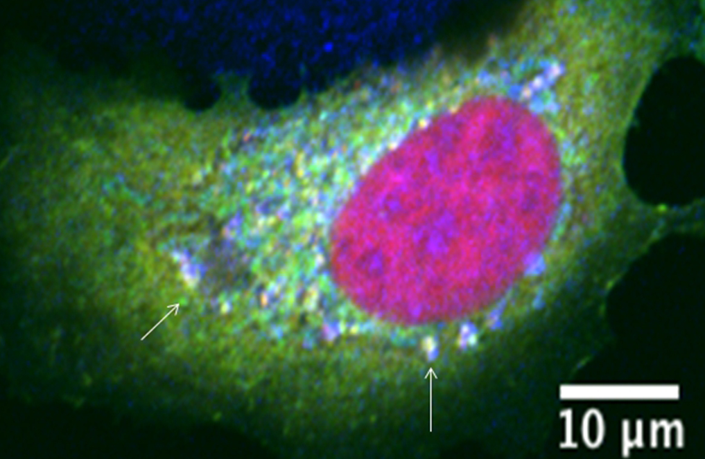Filling in the “GAP” in cell (mis)communications