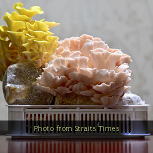 Mushroom growing takes root as urban farmers cultivate edible fungi