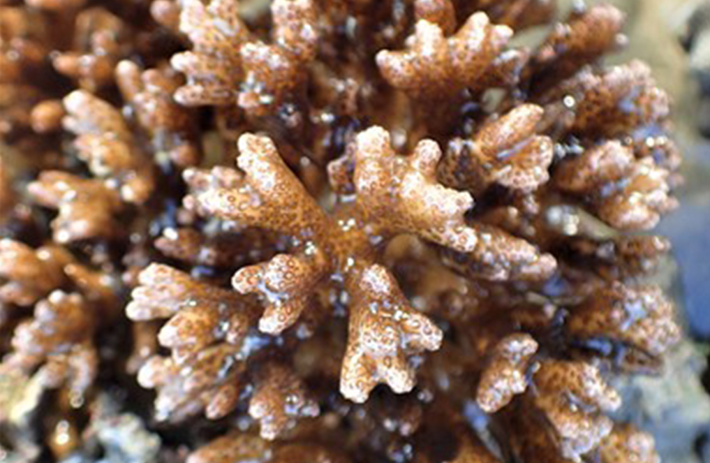 Coral host responses to heat and sediment stress