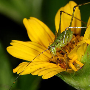 Unlikely pollinators