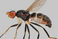 Towards a better understanding of genome size evolution