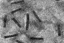 Using an insect virus for bladder cancer therapy