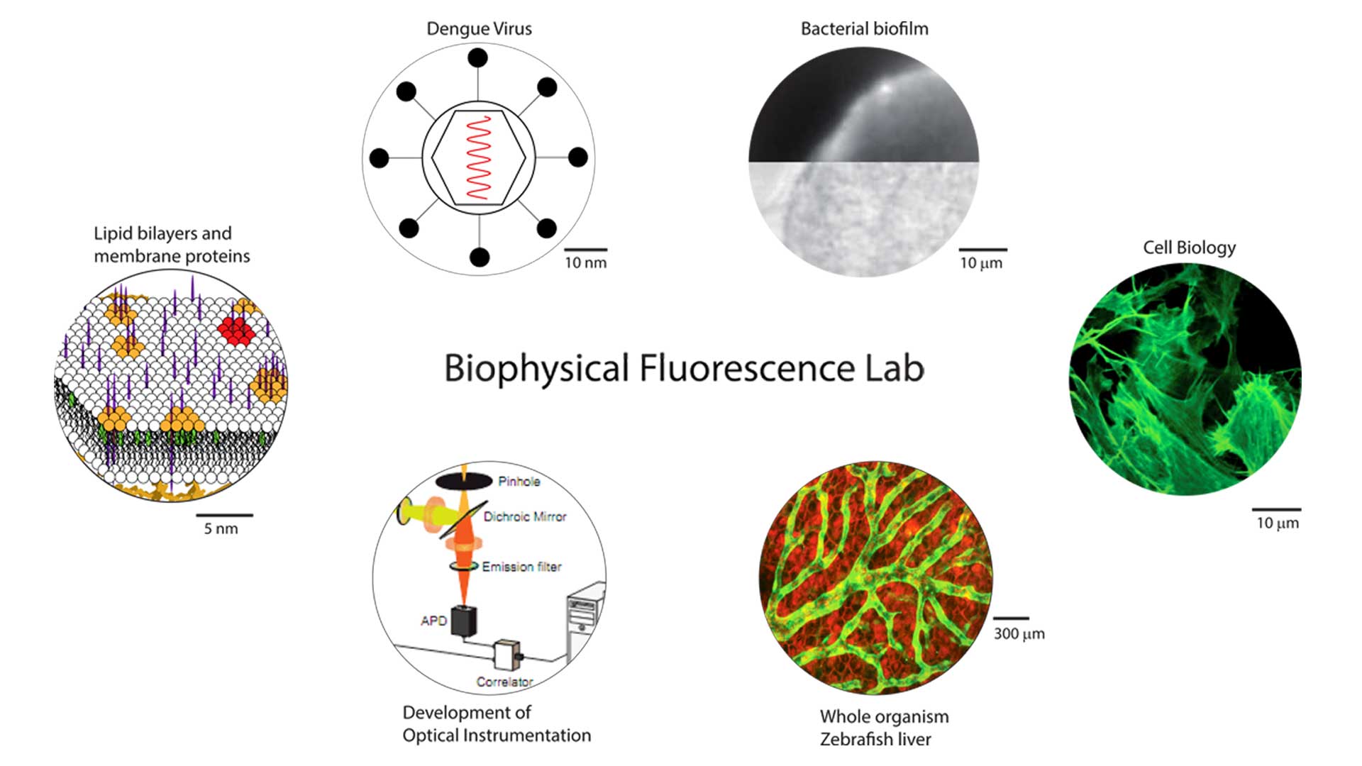 THE SECRETED SIGNALING PROTEIN WNT3 IS ASSOCIATED WITH MEMBRANE DOMAINS IN VIVO: A SPIM-FCS STUDY