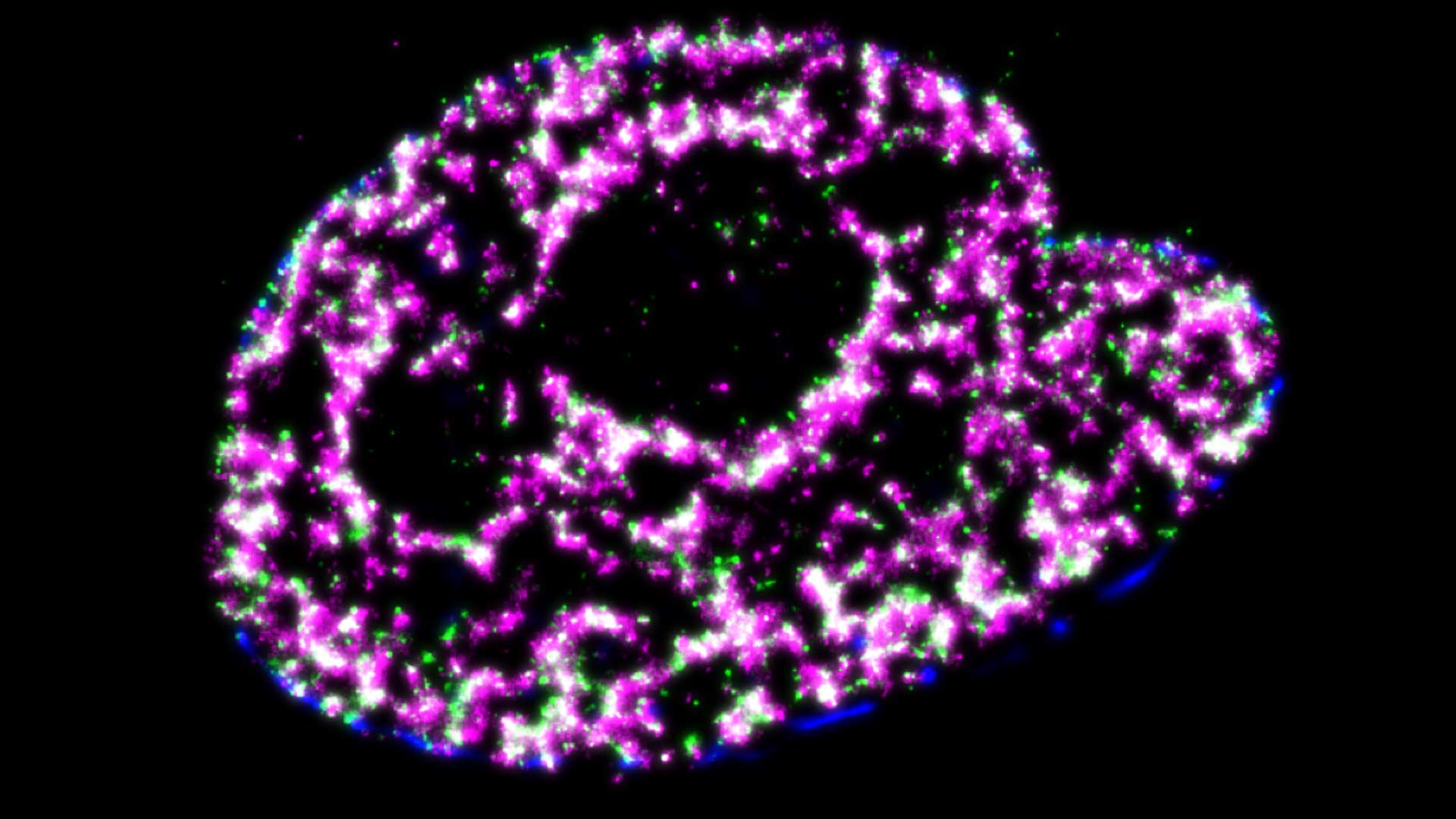 CTCF-ORGANIZED CHROMATIN STRUCTURES MEDIATE THE SPATIO-TEMPORAL PROPAGATION OF REPLICATION FOCI