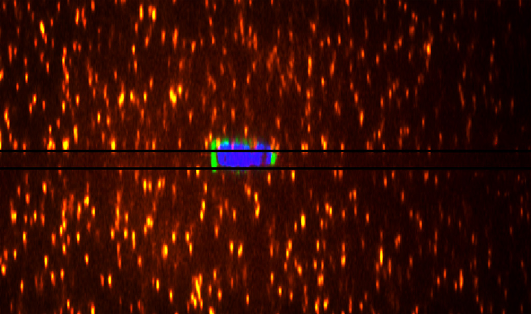 TRACTION STRESS ANALYSIS AND MODELING REVEAL AMOEBOID MIGRATION IN CONFINED SPACES IS ACCOMPANIED BY EXPANSIVE FORCES AND REQUIRES THE STRUCTURAL INTEGRITY OF THE  MEMBRANE-CORTEX INTERACTIONS