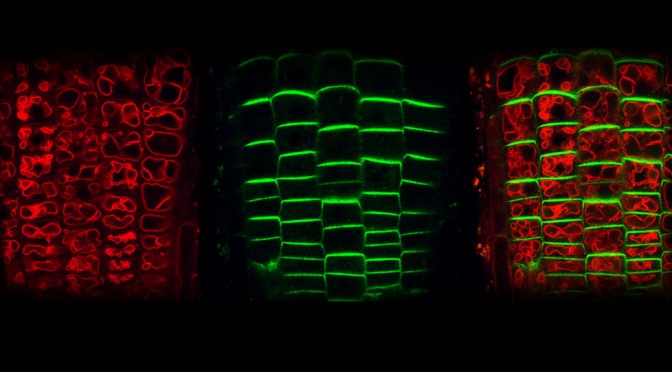 COP1 MEDIATES THE COORDINATION OF ROOT AND SHOOT GROWTH BY LIGHT THROUGH MODULATION OF PIN1 AND PIN2-DEPENDENT AUXIN TRANSPORT IN ARABIDOPSIS