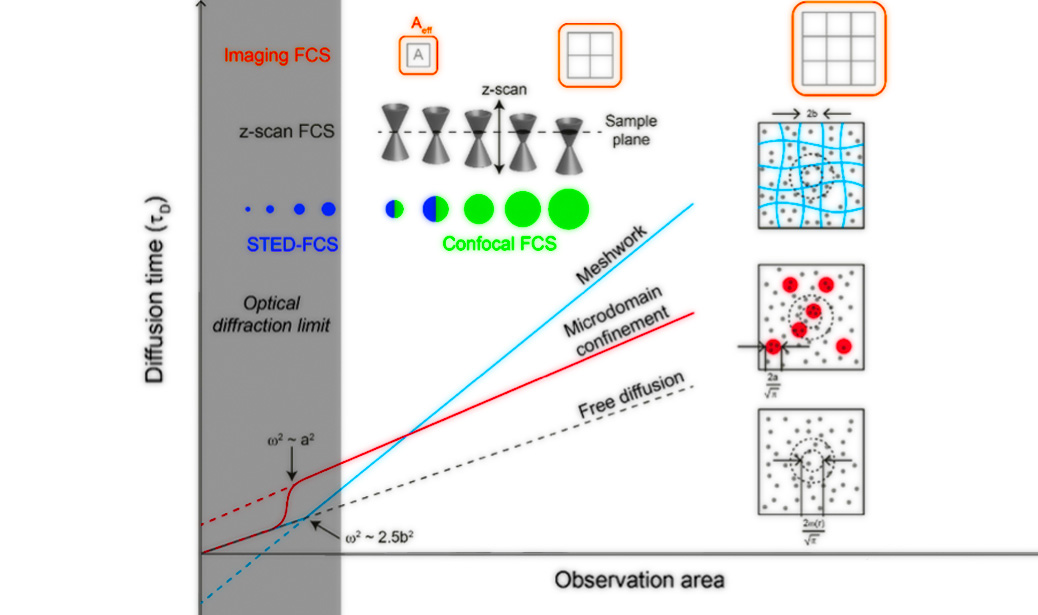 CHARACTERIZATION OF LIPID AND CELL MEMBRANE ORGANIZATION BY THE FLUORESCENCE CORRELATION SPECTROSCOPY DIFFUSION LAW