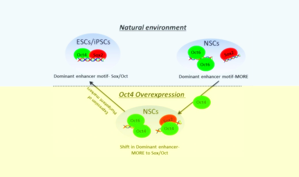 SELECTIVE INFLUENCE OF SOX2 ON POU TRANSCRIPTION FACTOR BINDING IN EMBRYONIC AND NEURAL STEM CELLS