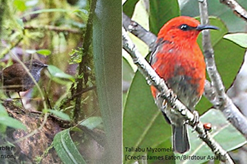 New avian species discovered in little-explored islands of Wallacea
