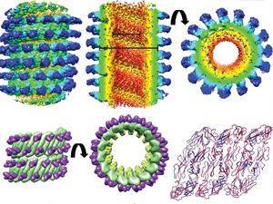 High flavivirus structural plasticity demonstrated by a non-spherical morphological variant