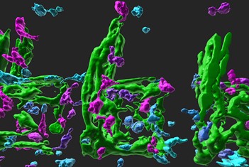 Modulating bone cell recruitment to prevent osteoporosis