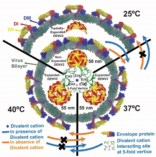 Dengue infection correlates to dynamics rather than morphologies