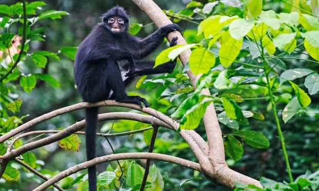 Scatological science: how poo analysis could help save endangered species