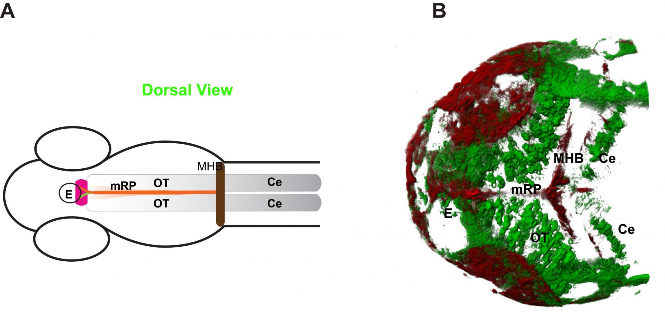 Expression, diffusion and molecular interactions determine Wnt3 distribution