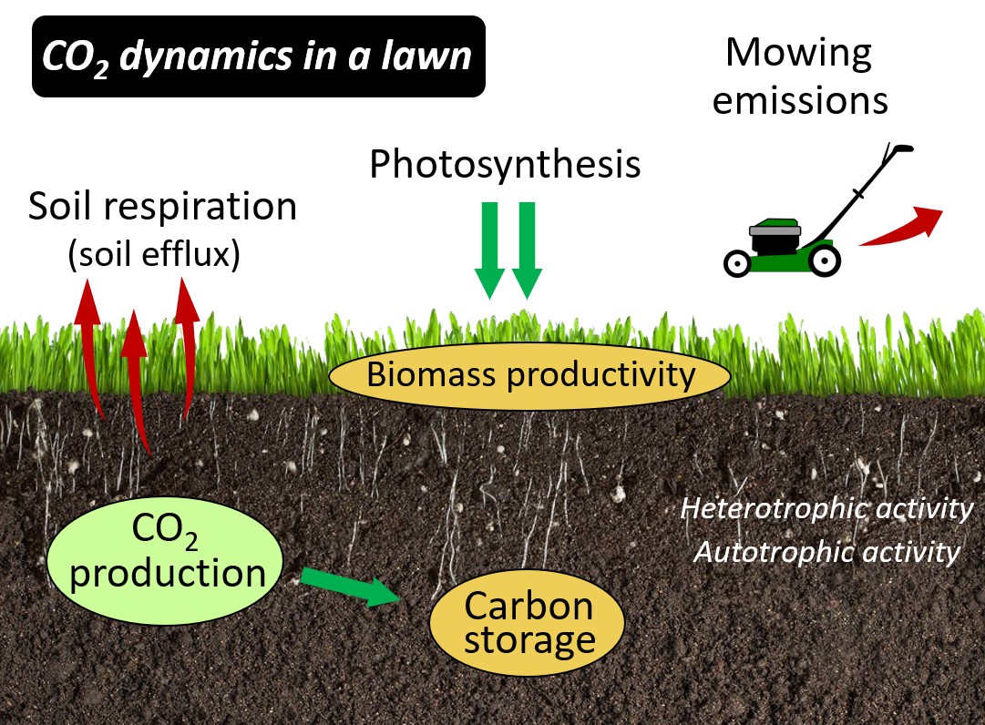 Carbon dynamics in Singapore’s urban turfgrass NUS Biological