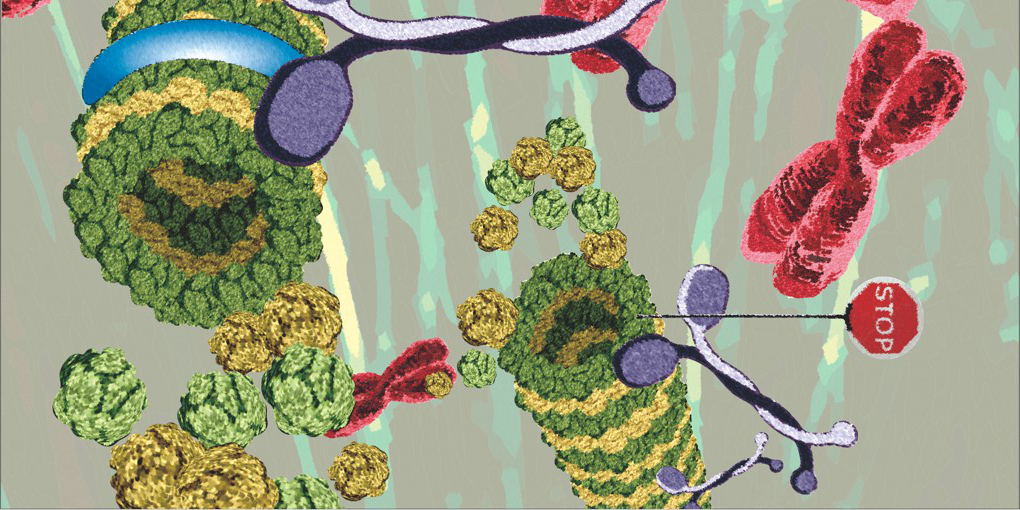 Microtubule-associated protein, HMMR, acts as a regulator in controlling chromosome segregation during cell division