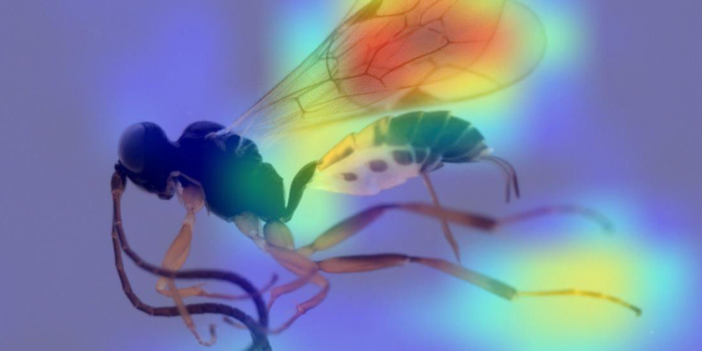 Artificial intelligence could help biologists classify the world’s tiny creatures