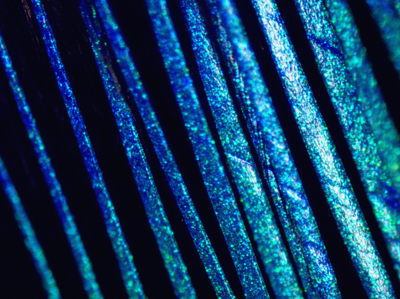 Dr Vinod Kumar Saranathan discovers how leafbirds make complex colour-producing crystals – Press Release