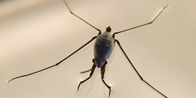 Insect that lives on ocean surface a tiny clue to climate change