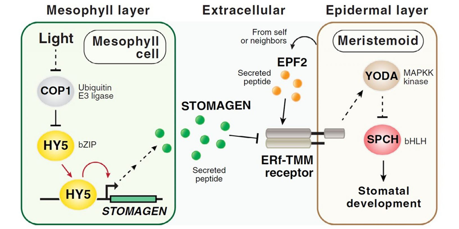 Decipher how light controls stomatal number in plants