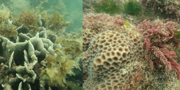 Interactions between corals and macroalgae on Singapore’s urban reefs