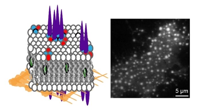 A simple method to determine phase preference of proteins on live cell membranes