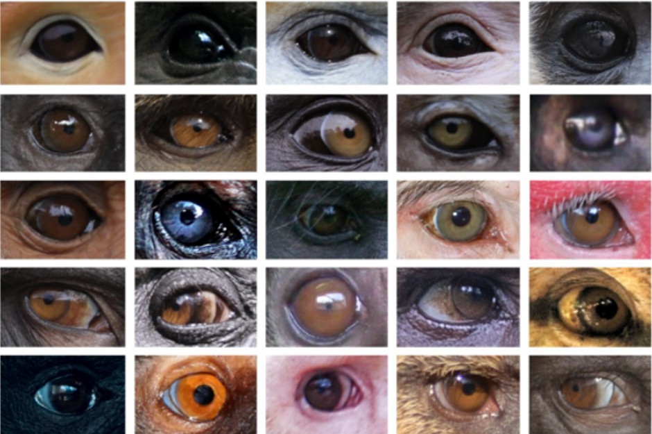 Eye colour variation in primates