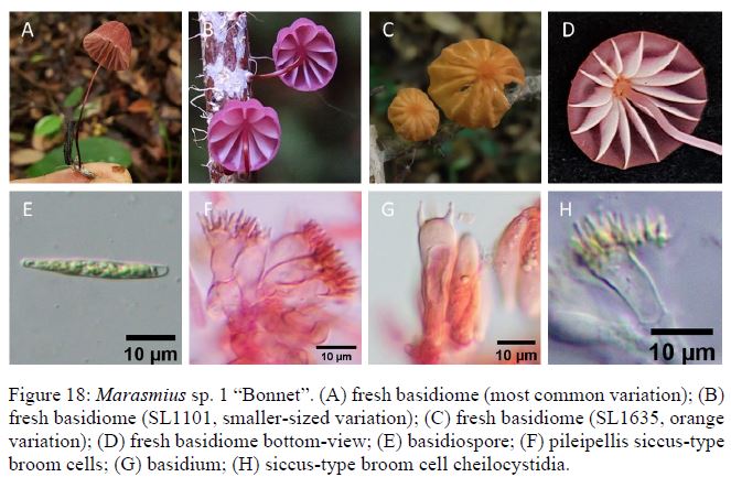The little known field of fungal taxonomy – Ms Yee Yan Ling