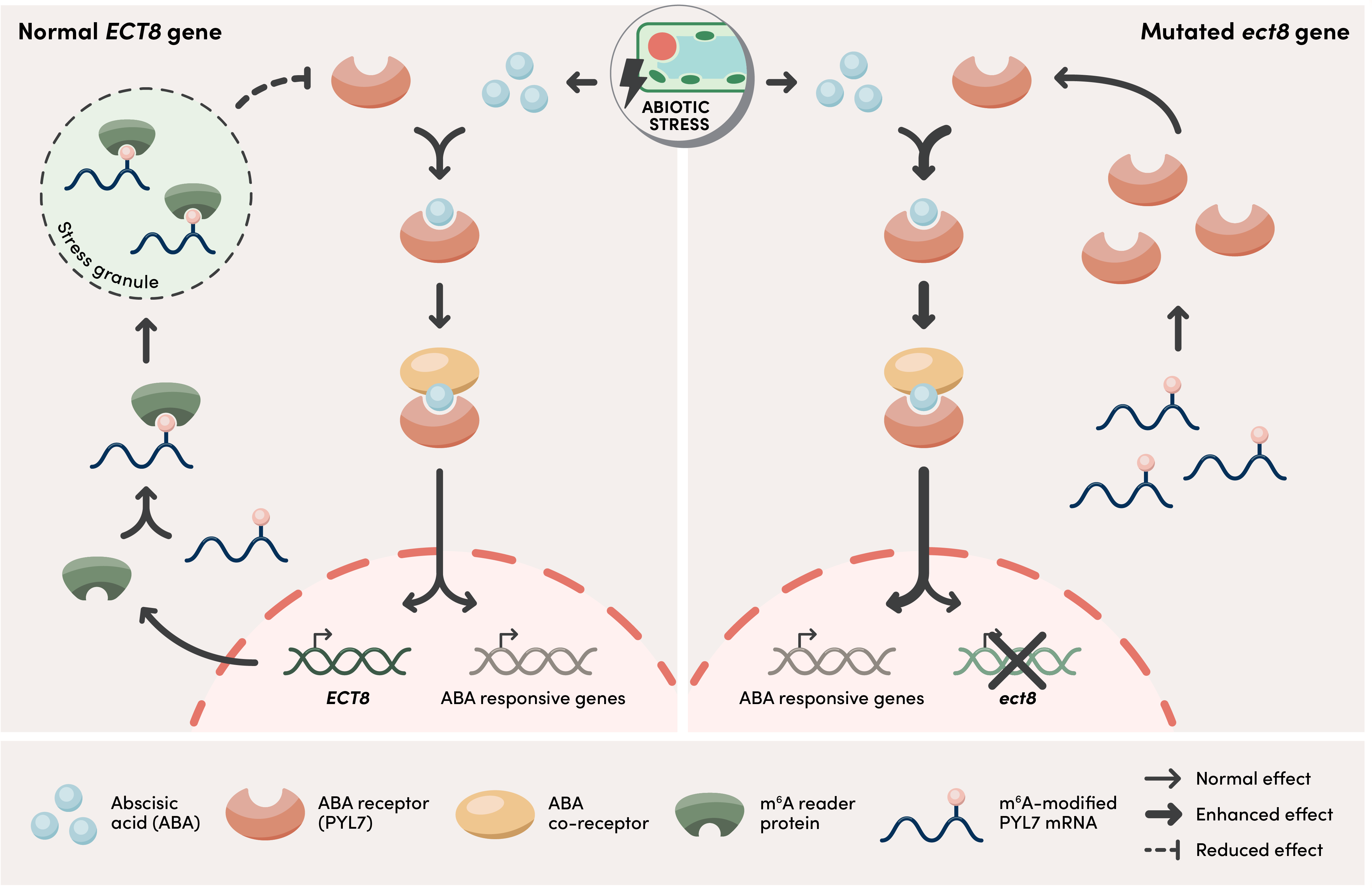 RESEARCH – Fine-Tuning Plant Responses to Stress