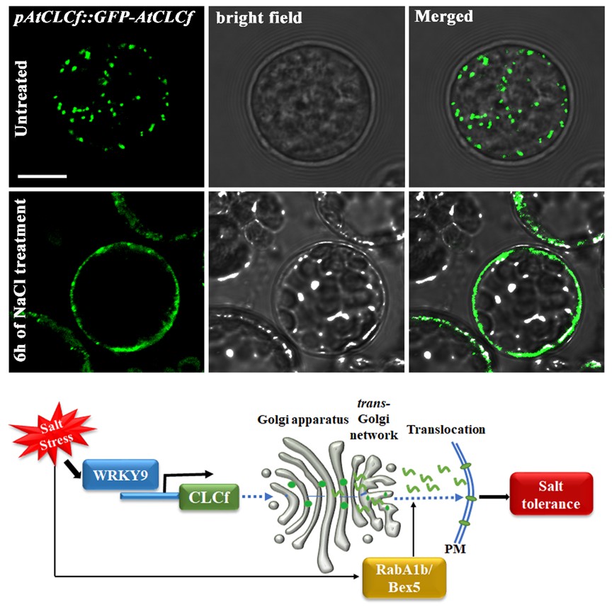 RESEARCH – The removal of excess chloride ions by plants when subjected to salt stress