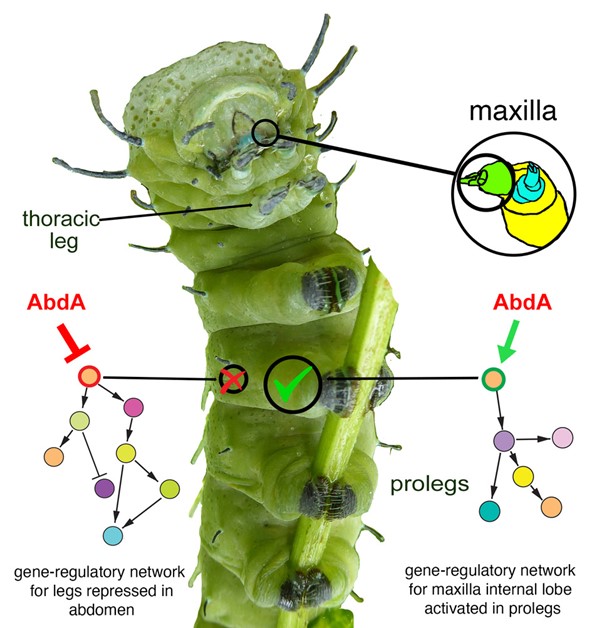 RESEARCH – Like mother, like daughter: How caterpillars pass down food preferences to their offspring