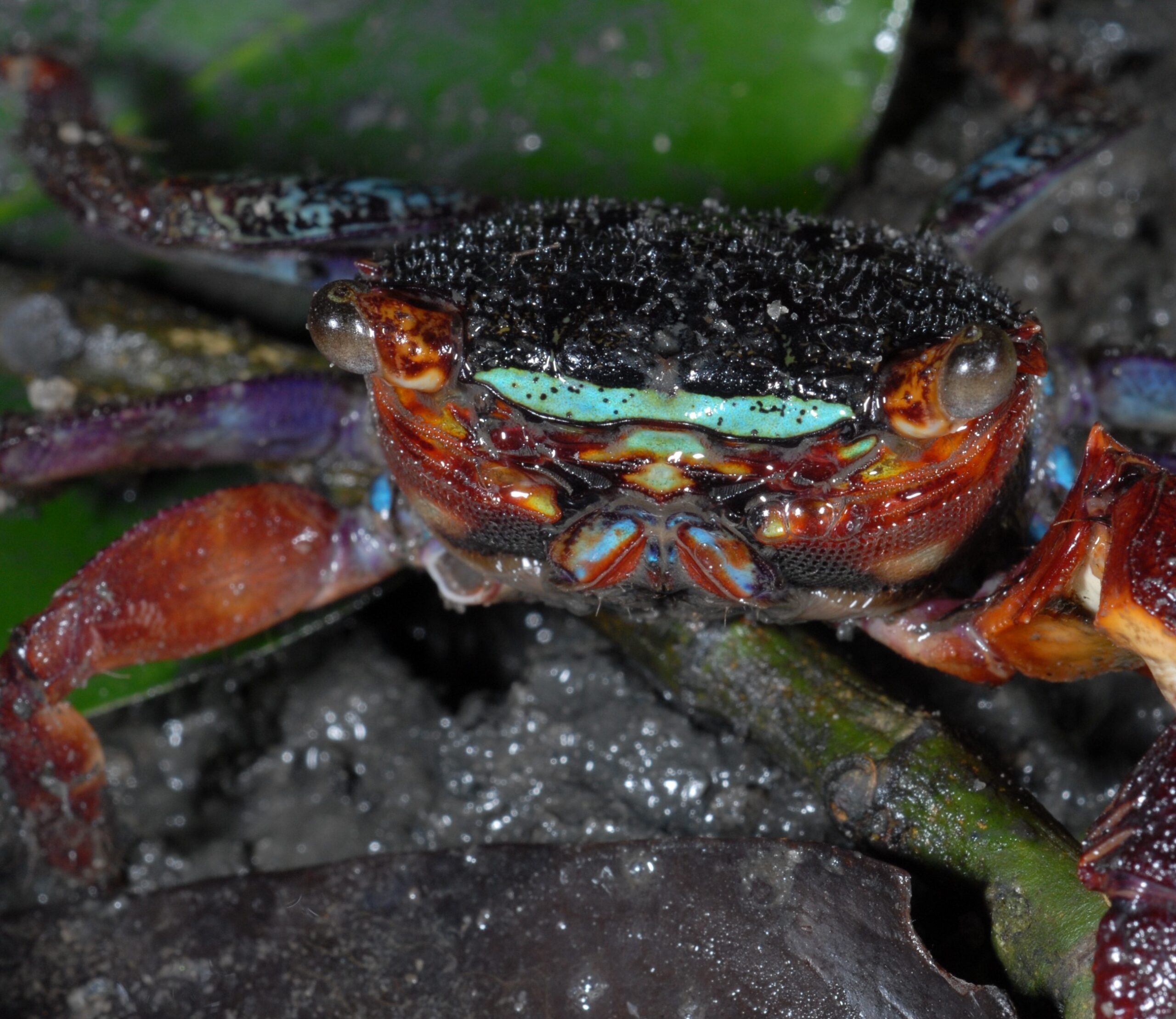 RESEARCH – Crabs with Headlamps: How Mangrove Crabs Use Built-In Mirrors to Send Bright Signals