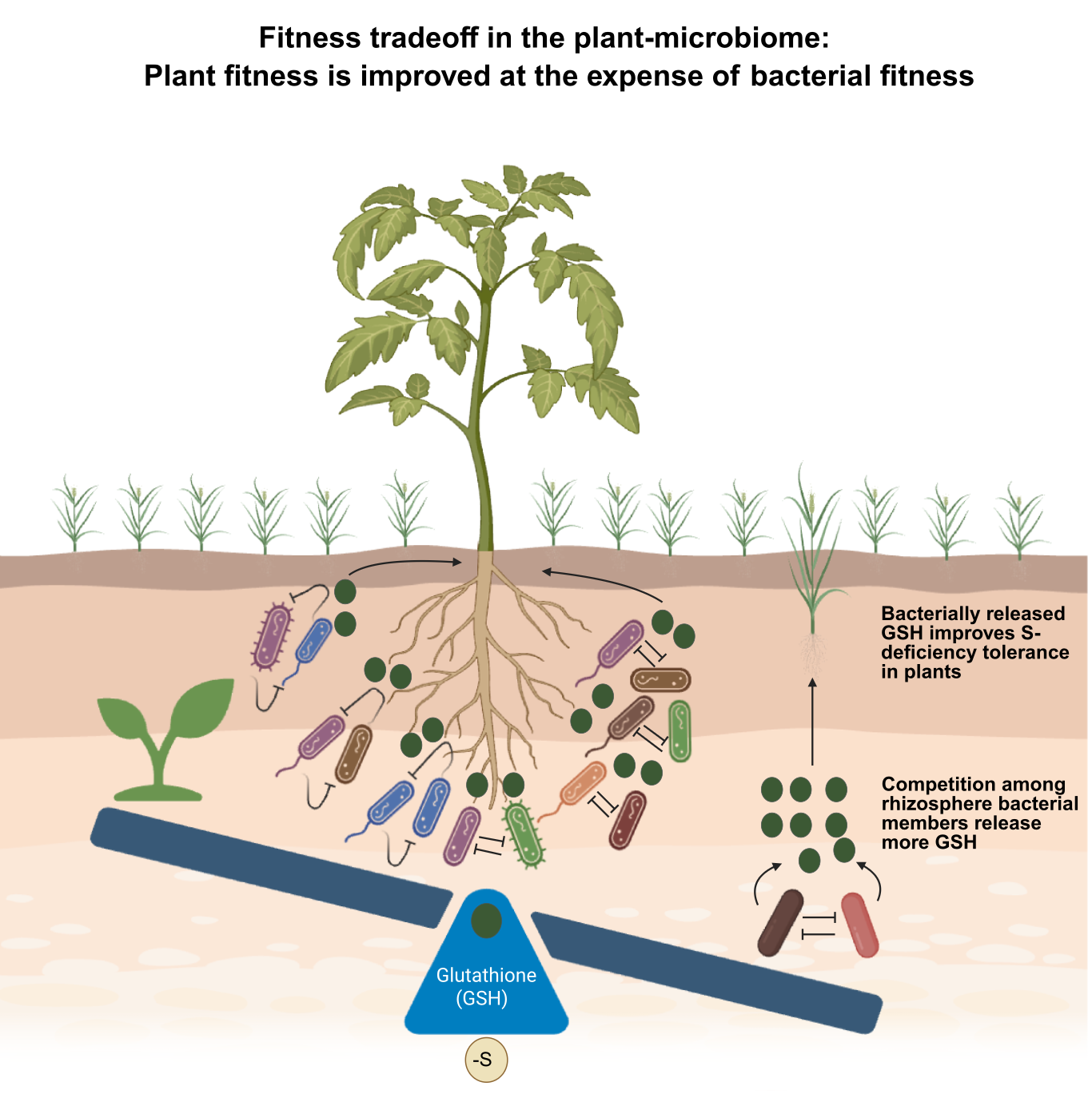 RESEARCH NEWS – Fitness tradeoff in the plant-microbiome