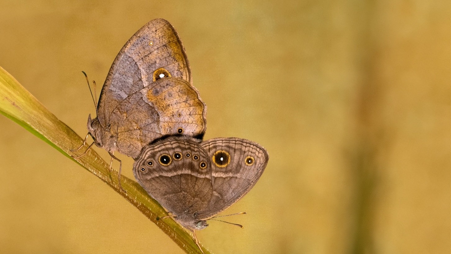 RESEARCH – A simple DNA switch helps tropical butterflies change wing patterns with the seasons