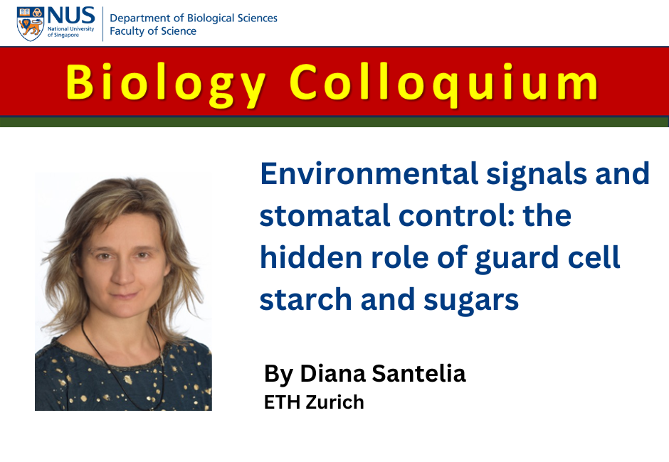 Diana Santelia  | 6 Feb 2026