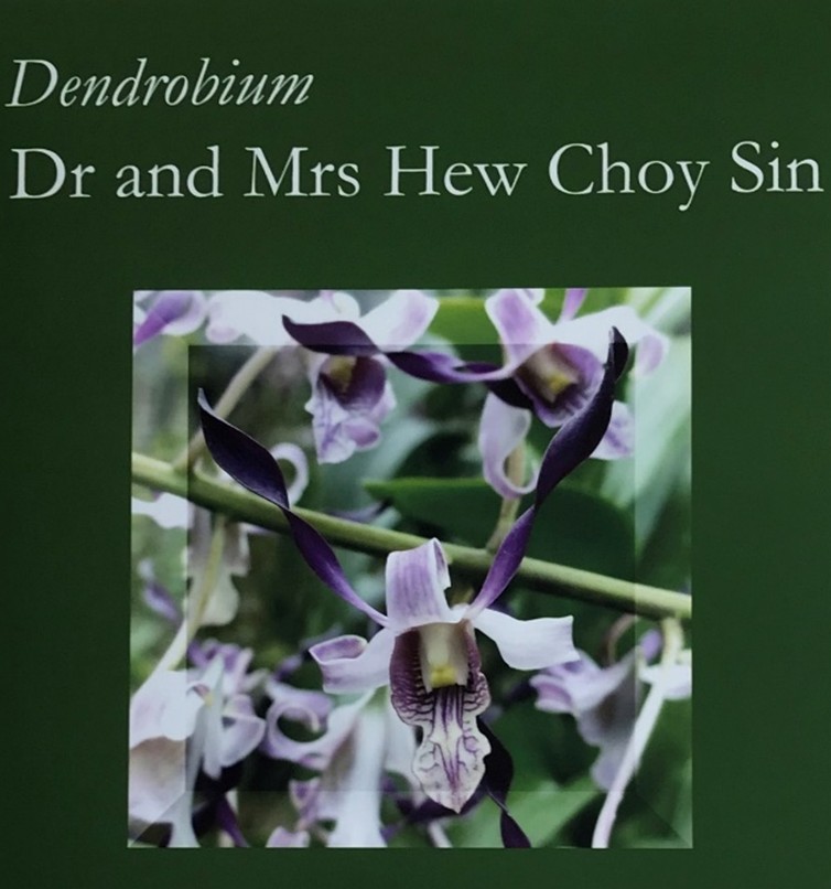 NEWS – Professor Hew Choy Sin, retired professor of DBS, has been awarded the AOS Orchid Research Award (AOSORA)